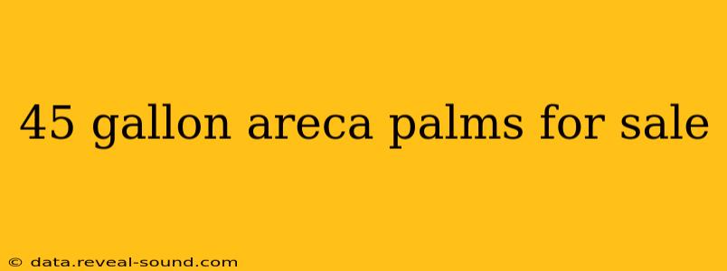 45 gallon areca palms for sale