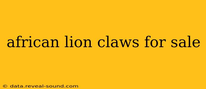 african lion claws for sale