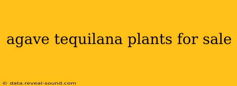 agave tequilana plants for sale