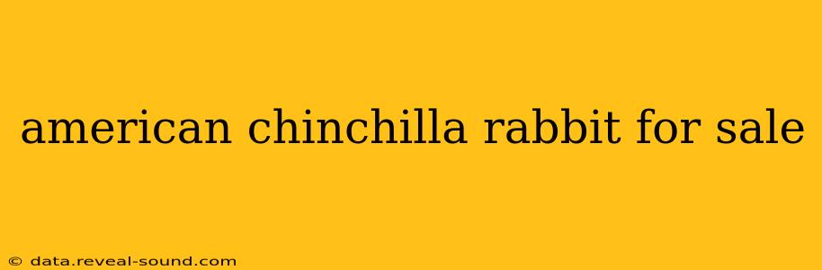 american chinchilla rabbit for sale