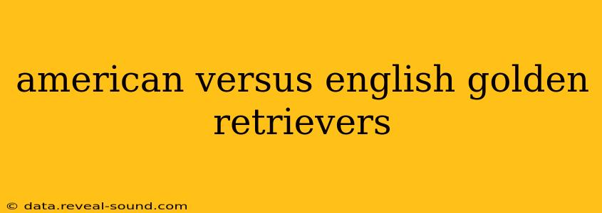 american versus english golden retrievers