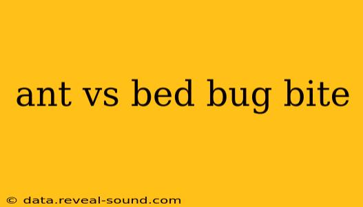 ant vs bed bug bite