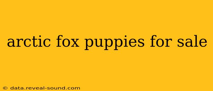 arctic fox puppies for sale