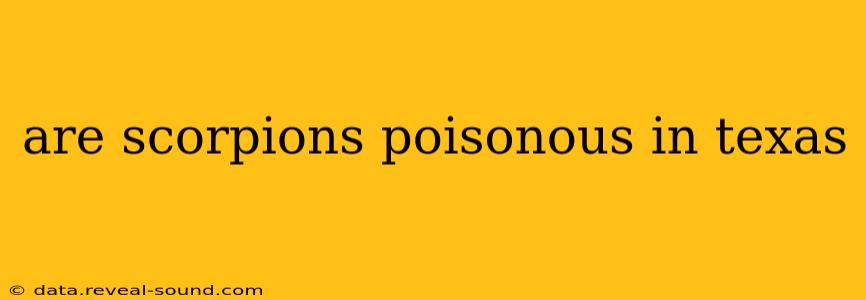 are scorpions poisonous in texas