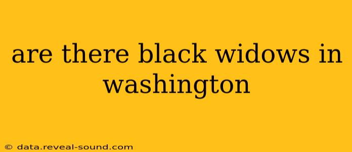 are there black widows in washington