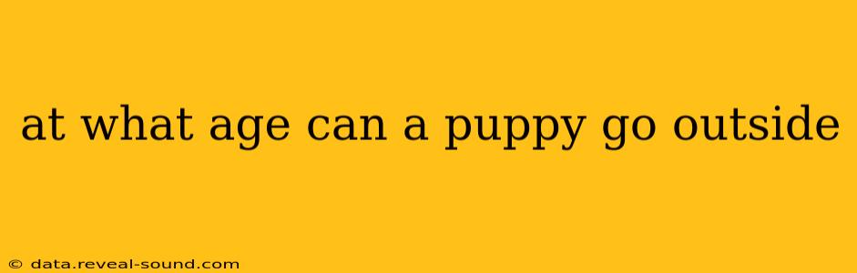 at what age can a puppy go outside
