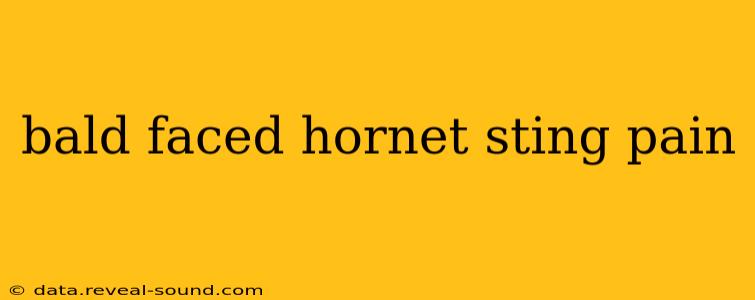 bald faced hornet sting pain
