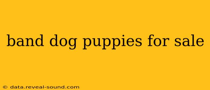 band dog puppies for sale