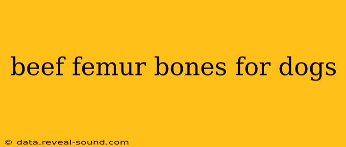 beef femur bones for dogs