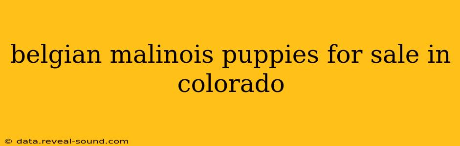 belgian malinois puppies for sale in colorado