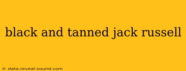 black and tanned jack russell