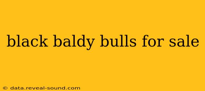 black baldy bulls for sale