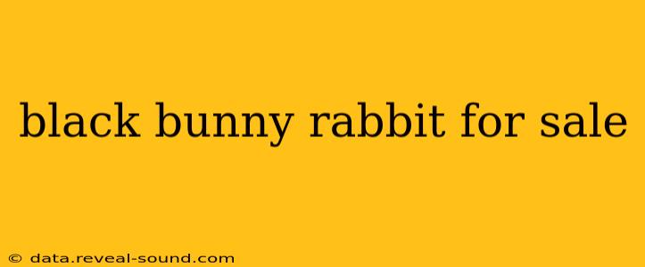 black bunny rabbit for sale