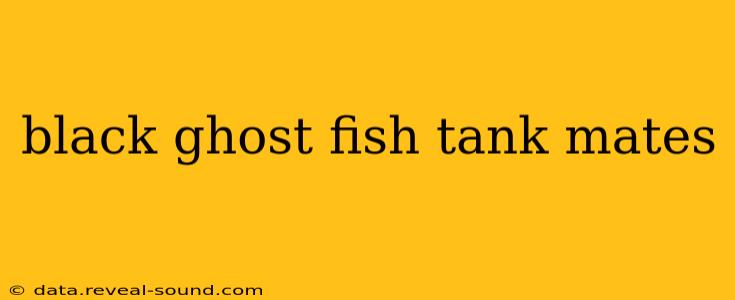 black ghost fish tank mates