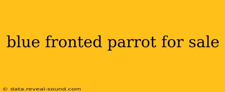 blue fronted parrot for sale