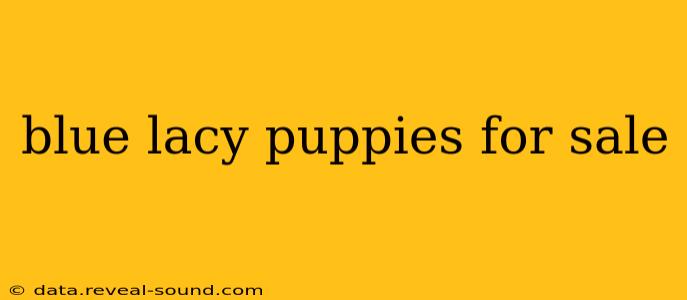 blue lacy puppies for sale