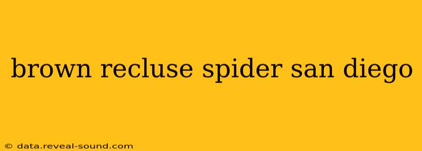 brown recluse spider san diego
