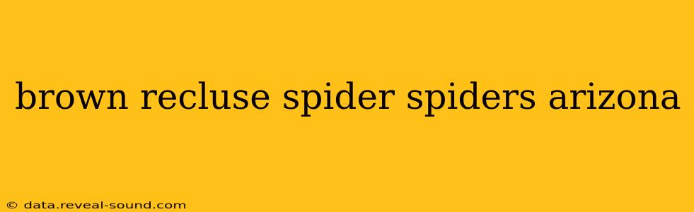 brown recluse spider spiders arizona