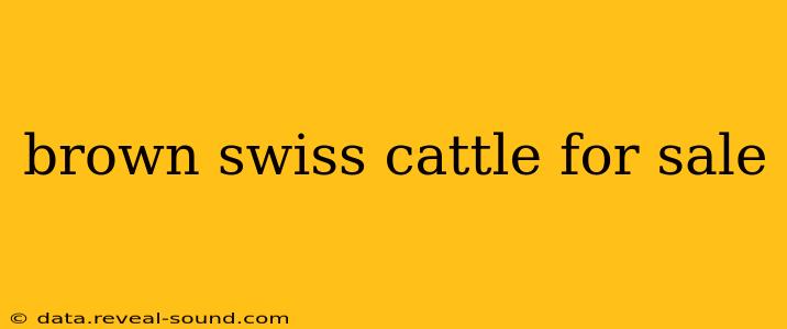 brown swiss cattle for sale