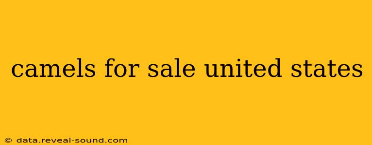 camels for sale united states