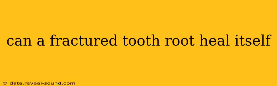 can a fractured tooth root heal itself
