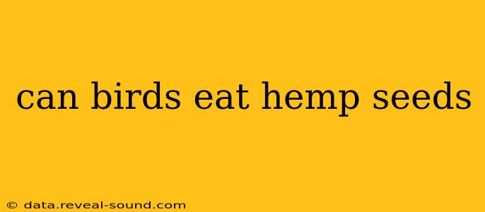 can birds eat hemp seeds