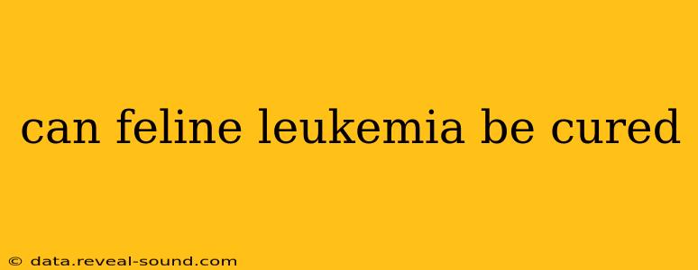 can feline leukemia be cured
