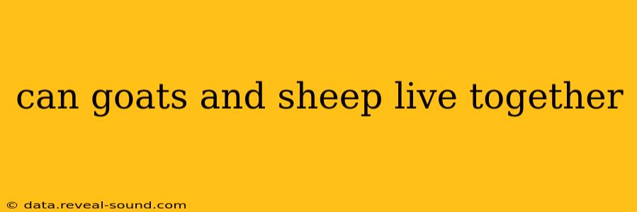 can goats and sheep live together