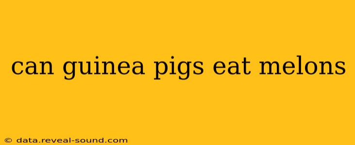 can guinea pigs eat melons