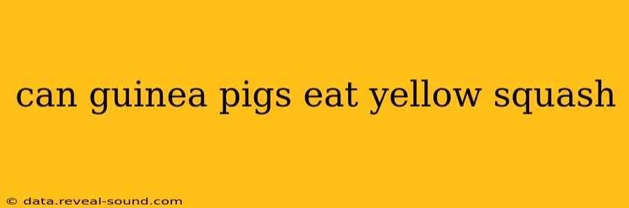 can guinea pigs eat yellow squash