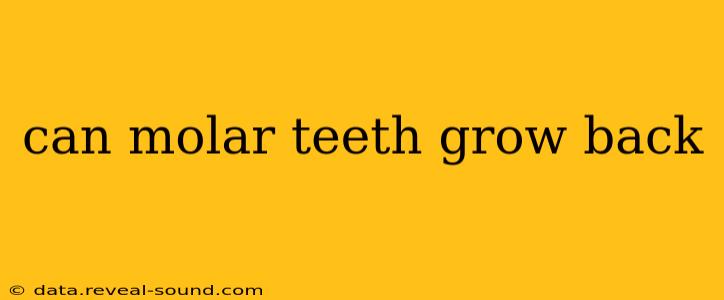 can molar teeth grow back