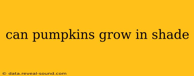 can pumpkins grow in shade