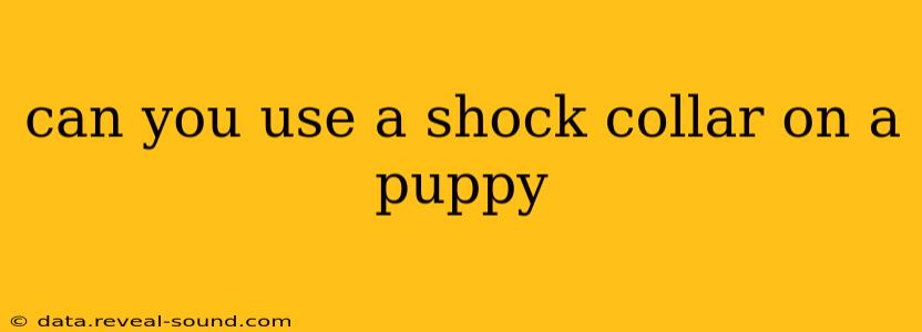 can you use a shock collar on a puppy