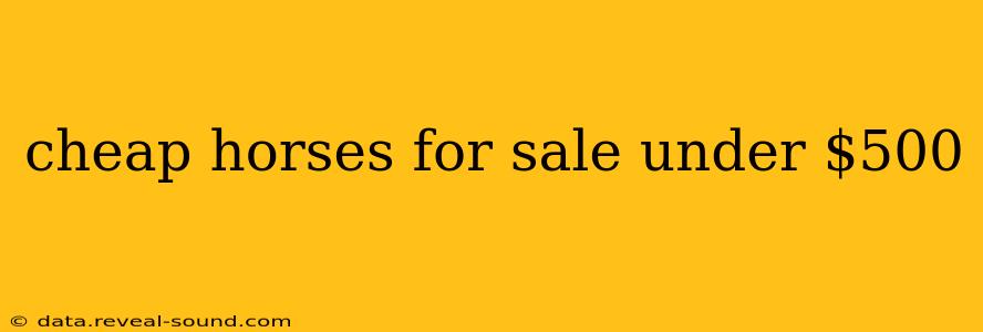 cheap horses for sale under $500
