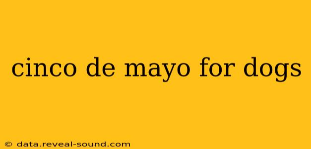 cinco de mayo for dogs