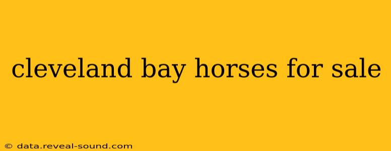 cleveland bay horses for sale