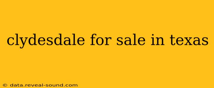clydesdale for sale in texas