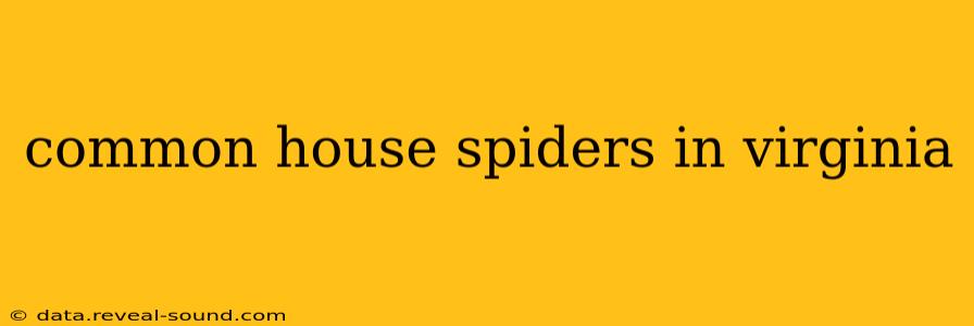 common house spiders in virginia