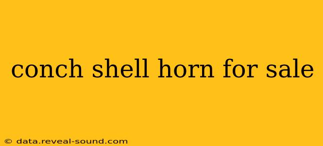 conch shell horn for sale