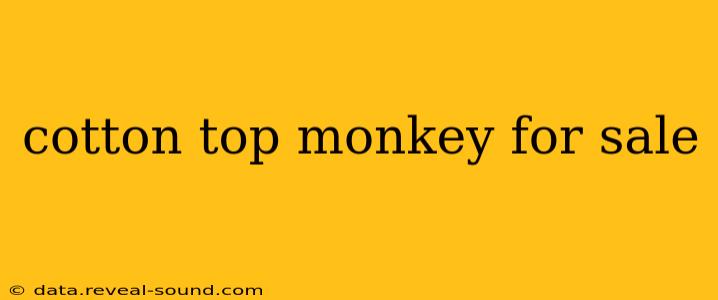 cotton top monkey for sale