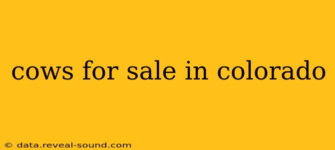 cows for sale in colorado