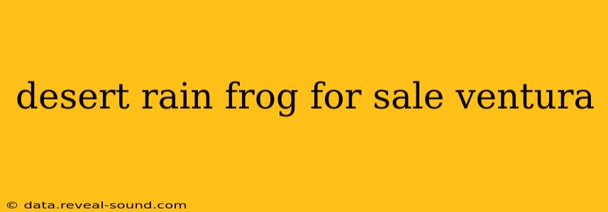 desert rain frog for sale ventura