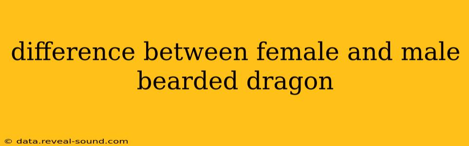 difference between female and male bearded dragon