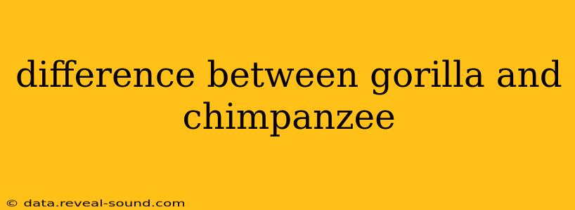 difference between gorilla and chimpanzee