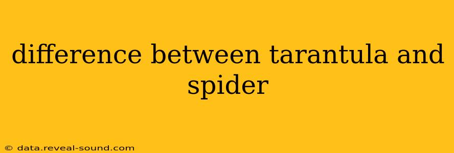 difference between tarantula and spider