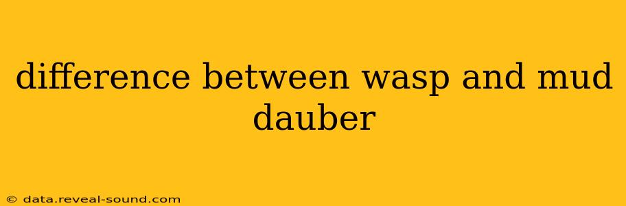 difference between wasp and mud dauber
