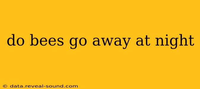 do bees go away at night