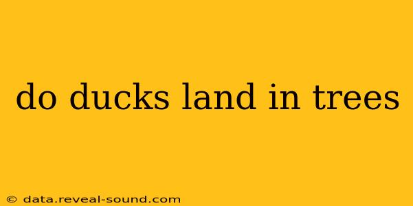 do ducks land in trees