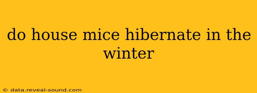 do house mice hibernate in the winter