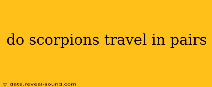 do scorpions travel in pairs